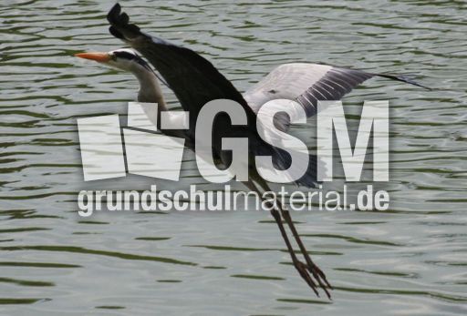 Graureiher-A 184.jpg